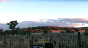 Landscape photo at sunset over the vines Ikigai Farm