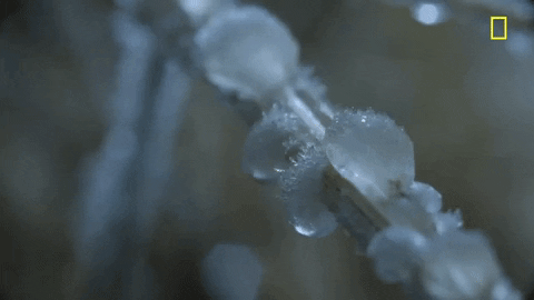 GIF of frost devleoping on the stem of a plant